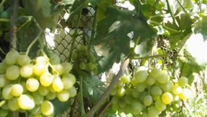 ПИЩЕВАЯ СОДА ЗАЩИТИТ НАШ ВИНОГРАД ОТ ОИДИУМА СЕРОЙ ГНИЛИ ПОВЫСИТ САХАРИСТОСТЬ И УНИЧТОЖИТ ГУСЕНИЦ