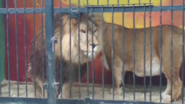 Зверинец Старая Русса смотреть онлайн