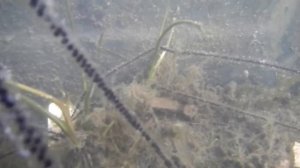 Нерест лягушек дома в прудике.