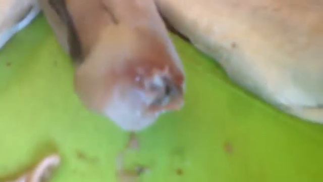 Внимание!!!! Говорящая рыба!!! смотреть онлайн