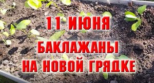 11 июня. На новую грядку посадила баклажаны