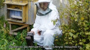 Как избавиться от ос на чердаке