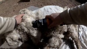 Стрижка овец в апреле,машинкой с алиэкспресс