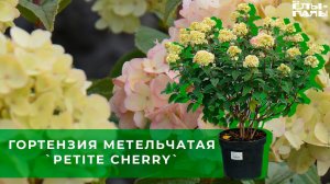 Гортензия метельчатая `Petite Cherry`