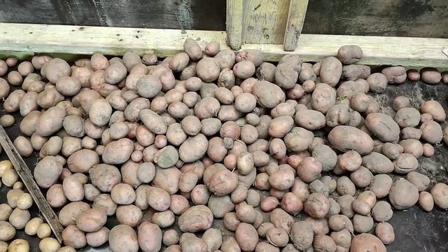 Картофель Гала ,Королева Анна ,Жуковский,Коломба копаем .Урожай и обзор.