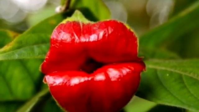 Чудо природы! смотреть онлайн