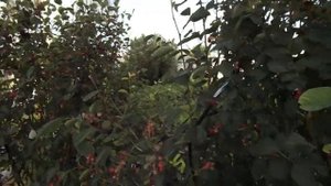 Отпугивание птиц лентами из видеокассеты.