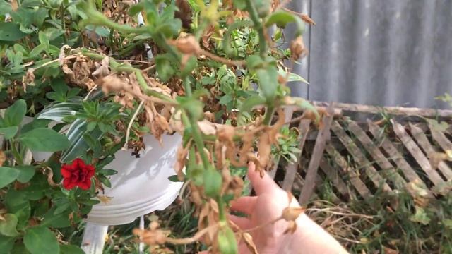 ПРОДОЛЖАЮ ОБЗОР 2 .11.2023 , КАКАЯ СИЛА ПРИРОДЫ, ОБСАЛЮТНО НЕ ХОЧЕТ УВЯДАТЬ! смотреть онлайн