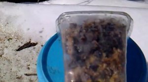 восковая моль и морозы