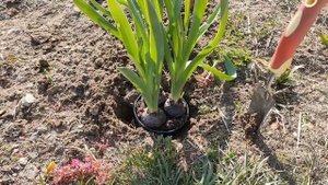 Гиацинт. Подробная инструкция что  делать с цветами в горшке после 8 марта.