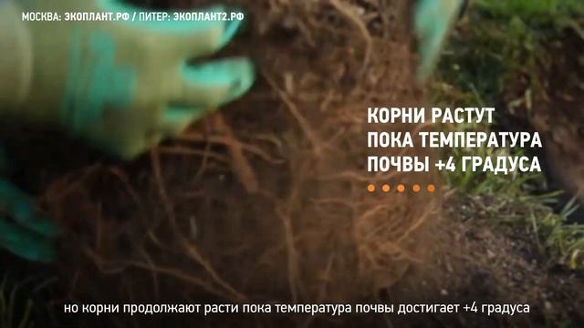 Когда осенью сажать деревья? Сроки посадки деревьев осенью смотреть онлайн