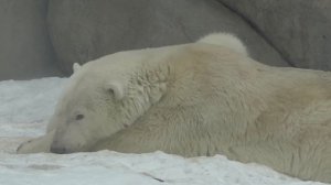 Белые медвежата в Московском зоопарке 04.03.12