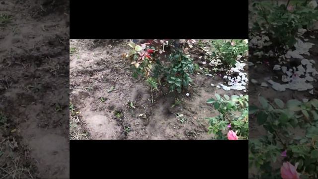 Дожди в Белом саду. Цветение роз. Очередная пересадка. смотреть онлайн