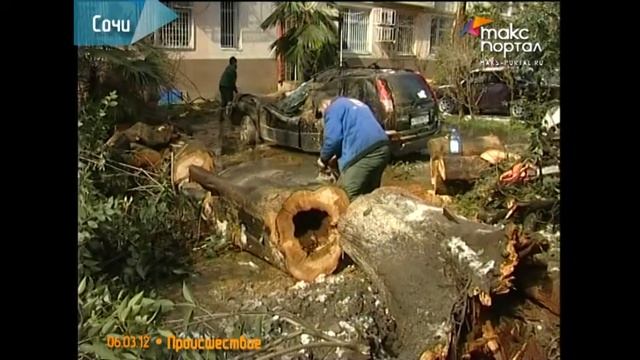 На автомобиль в центре Сочи упало дерево смотреть онлайн