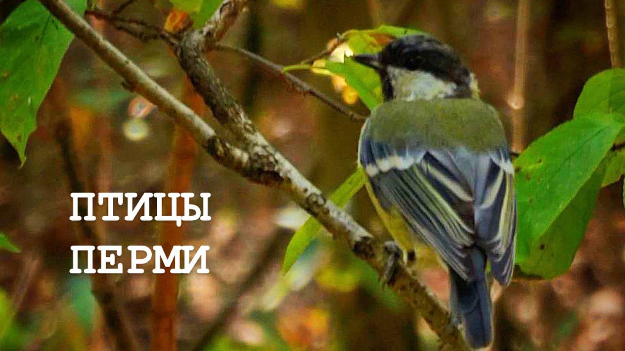 Птицы перми фото с названиями