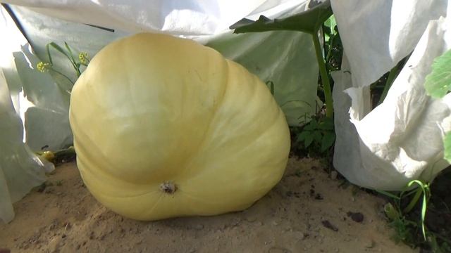 Формы тыквы Atlantic Giant смотреть онлайн