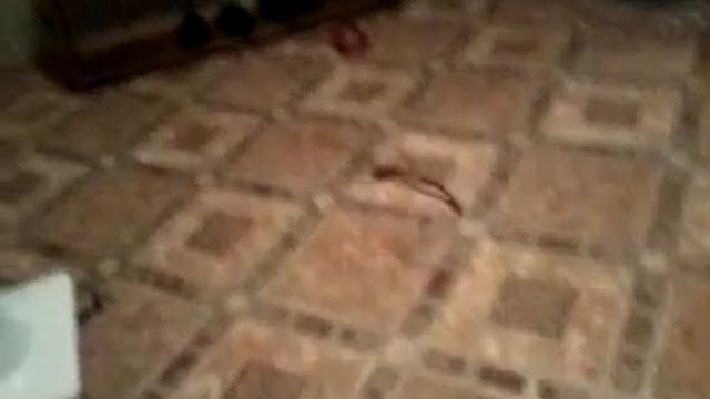 немецкая овчарка рабочее разведение Zhordan 1 месяц (щенки от Orti Zoterhof) смотреть онлайн