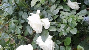 Обильноцветущая кустовая роза "Артемис". Просто райская роза.