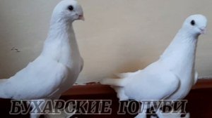 НОВЫЕ  ГОЛУБИ МОЕМ ГОЛУБЯТНИ БУХАРСКИЕ  ГОЛУБИ PIGEONS