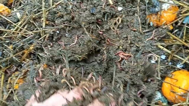 Черви и мандарины. Чем кормить червей. Мини вермиферма. часть 2 смотреть онлайн