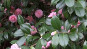 Сезон цветения японских камелий.