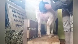 ОКОТ первокотки Агаты ?Дойка Агаты?Первое кормление козленка ? Сколько молозива даю за кормление ?