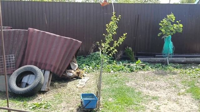 Новая птица в хозяйстве!?Индоутка подвела?Делюсь планами? смотреть онлайн