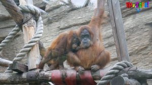 Артем в Московском Зоопарке