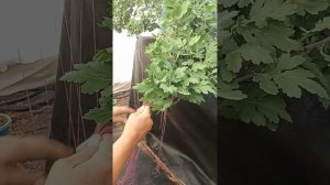 Как создать каскадную хризантему при помощи подвязывания.#черенкихризантемы