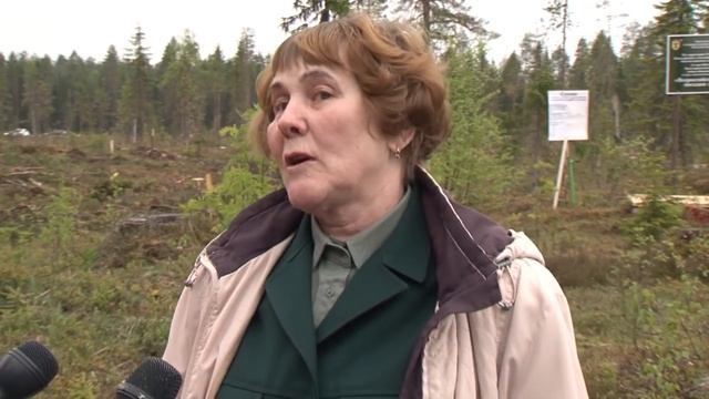 Сколько лет растут сосны смотреть онлайн