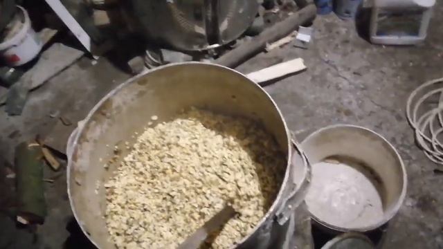 Соя для КРС. Как кормить телят соей.