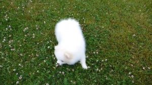 Немецкий шпиц продажа. Купить щенка немецкого шпица в Москве.  Продажа щенков из питомника.