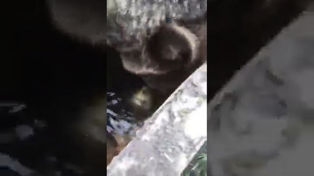 Медведь Вася ловит рыбу