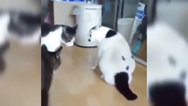 СМЕШНЫЕ КОШКИ, СОБАКИ И ДРУГИЕ ЖИВОТНЫЕ 2021/СМЕШНЫЕ ЖИВОТНЫЕ/ЛУЧШИЕ ПРИКОЛЫ 2021 смотреть онлайн