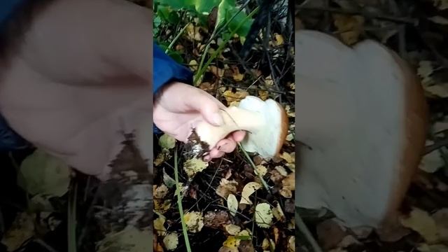 ГРИБЫ БОРОВИКИ ПОДБЕРЁЗОВИКИ !!!!!