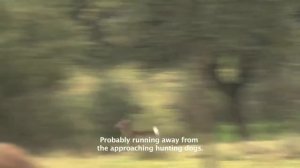 Hunting documentary -- Monteria on wildboar and fallow/red deer with the Merkel RX.HELIX