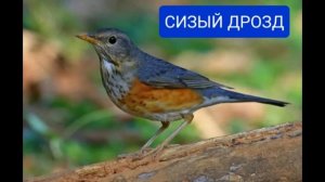 Виды дроздов,которые обитают на территории России ??