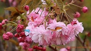 Сакура мелкопильчатая Пинк Перфекшен 🌿 обзор: как сажать, саженцы сакуры Пинк Перфекшен