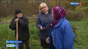 Дикие кабаны атакуют жителей деревни Котельно в Островском районе