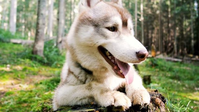 Волк долгое время безжалостно мстил людям Узнав причину, они заплакали! смотреть онлайн