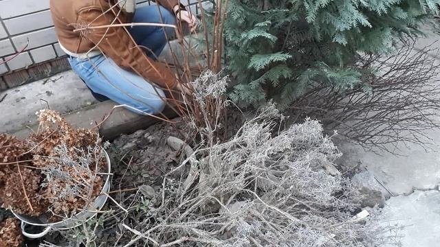 Обрезка древовидной  гортензии Анабель