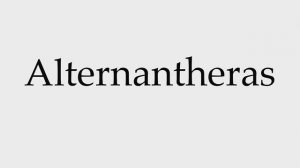 How to Pronounce Alternantheras