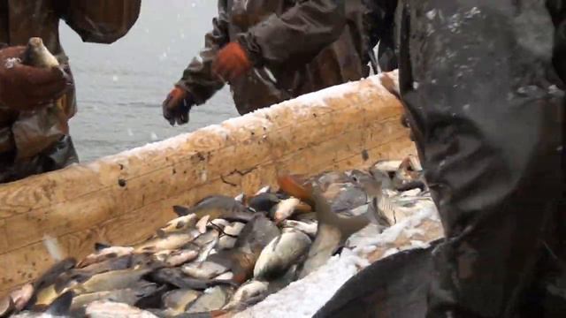 Забуяння. Промисловий вилов риби. смотреть онлайн