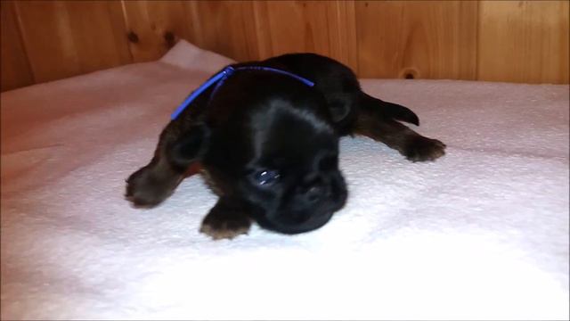 chiot petit brabançon au collier violet de Jalouse of Honeys Bulls