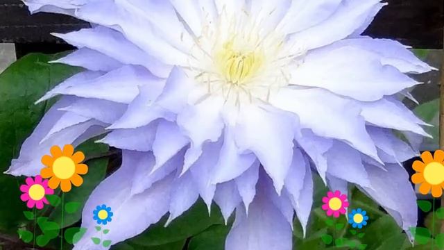 Клематис гибридный Thyrislund. Краткий обзор, описание характеристик, где купить саженцы, крупномер смотреть онлайн