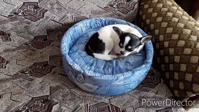 DIY: ДЕЛАЕМ ШНУРОК ДЛЯ АДРЕСНИКА И ЛАПОМОЙКУ ?? смотреть онлайн