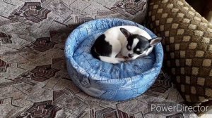DIY: ДЕЛАЕМ ШНУРОК ДЛЯ АДРЕСНИКА И ЛАПОМОЙКУ ??