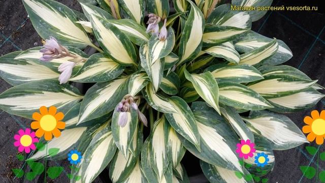 Хоста гибридная Маджик Айленд. Краткий обзор, описание характеристик hosta Magic Island смотреть онлайн