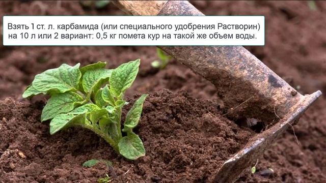 Чем подкормить картофель