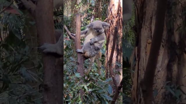 #wildlife  #koala #zoo #australia  #nature #beautiful